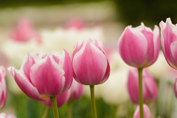 Obraz na płótnie Canvas Beautiful tulips