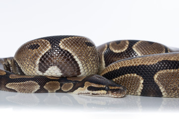 Obraz premium Schlange, Python, Königspython,