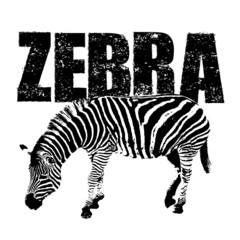 Fototapeta na wymiar zebra vector, rubber stamp