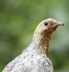 Pied Imperial Pigeon