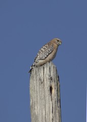 Red Shouldered Hawk
