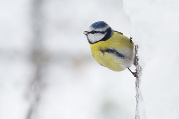 Fototapeta premium Blaumeise
