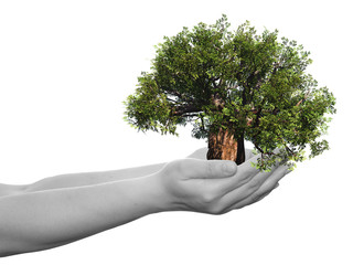 Obraz premium Conceptual human hand and tree