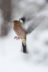 Buchfink