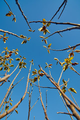 Young apple tree
