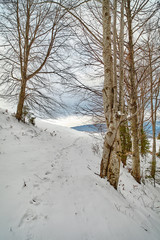Beech forest