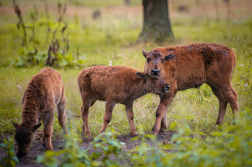 Fototapeta premium Animals in the reserve, Russia