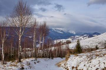 Birch trees on mountain