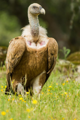 Gyps fulvus