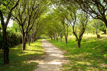 Scenic road through green forest