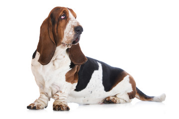 basset hound dog on white - obrazy, fototapety, plakaty