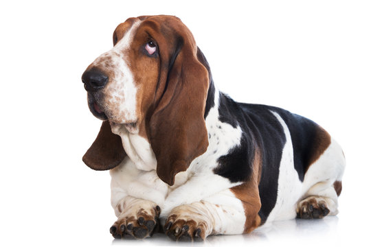 sad basset hound dog