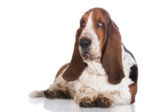 sad basset hound dog on white
