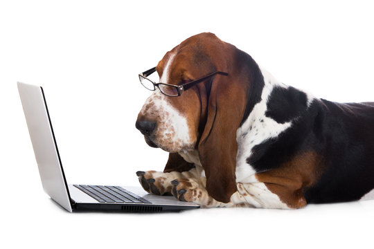 dog working on a computer