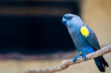 Colourful parrot bird sitting on the perch