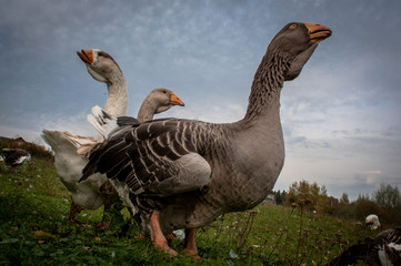 Small group of wild geese walking on grass