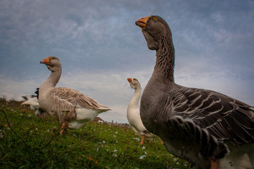 Small group of wild geese walking on grass