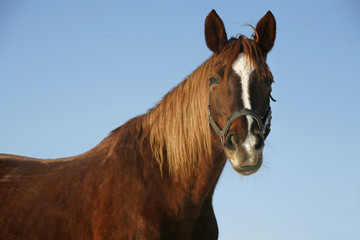 Portrait of a nice purebred horse winter corral