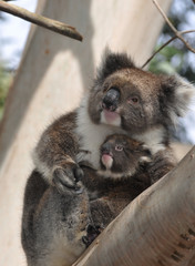 Baby Koala