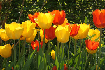 Obraz premium Tulpen