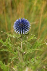 Globe thistle