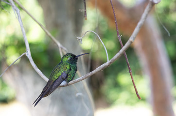 Purple-throated Carib hummingbird perching on a branch