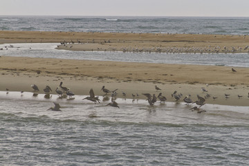 Sea Bird Habitat