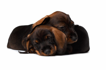 Dachshund puppies