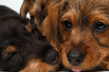 Dachshund puppies