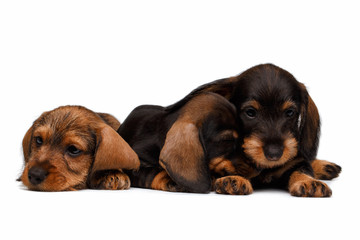 Dachshund puppies