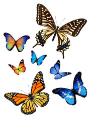Fototapeta na wymiar Many different butterflies, isolated on white background