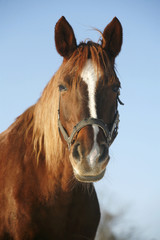 Portrait of a nice purebred horse winter corral rural scene