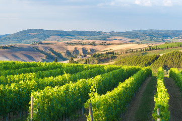 Fototapeta na wymiar Beautiful vineyards on the hills of the peaceful Tuscany, Italy