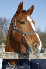 Obraz premium Portrait of a nice purebred horse winter corral rural scene