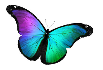 Papillon bleu volant, isolé sur blanc