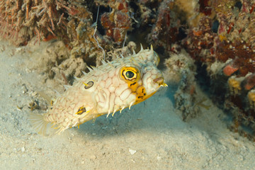 Web Burrfish Swimming Next to a Patch of Coral Reef