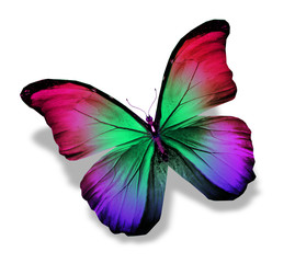 Obraz na płótnie Canvas Color butterfly , isolated on white