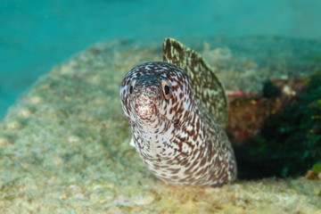 Spotted Moray Hiding in Wrecked Airplane Fuselage