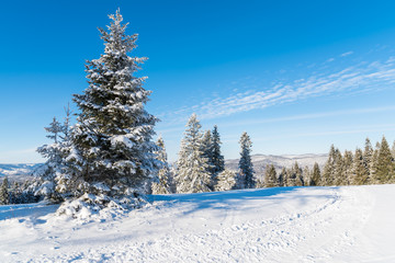 Winter trees in Beskid Sadecki Mountains on sunny day, Poland