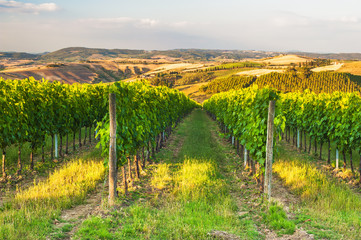 Fototapeta premium Beautiful vineyards on the hills of the peaceful Tuscany, Italy