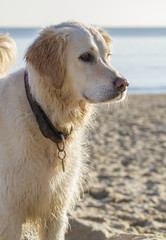 Retriever dog wet on sandy beach in winter sun