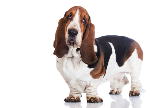 adorable basset hound dog standing on white