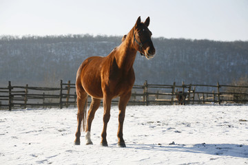 Warm Blood Bay Horse Standing In Winter Corral Rural Scene