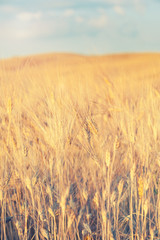 Yellow cultivated field on a background of blue sky