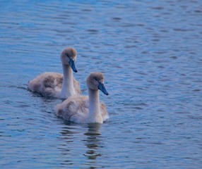 Baby Mute Swans