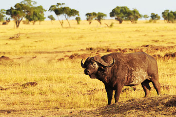 Cape Buffalo on the Masai Mara in Africa