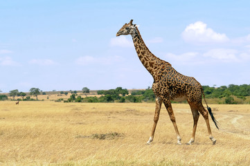 Giraffe on the Masai Mara in Africa