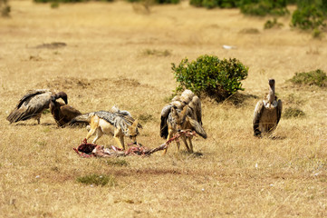 Jackals and Vultures on the Masai Mara in Africa