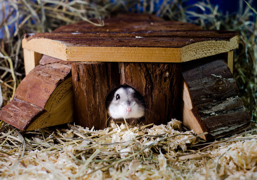 Hamster in der H&uuml;tte