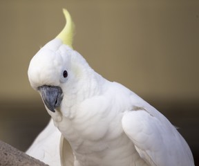 Yellow-Crested Cockatoo